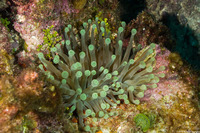 Condylactis gigantea (Giant Anemone)