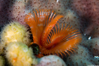 Pomatostegus stellatus (Star Horseshoe Worm)