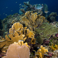 Thalassoma bifasciatum (Bluehead)
