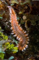 Hermodice carunculata (Bearded Fireworm)