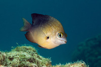 Stegastes planifrons (Threespot Damselfish)