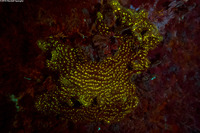 Agaricia grahamae (Dimpled Sheet Coral)