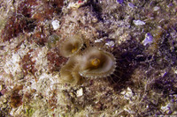 Palythoa grandis (Sun Zoanthid)
