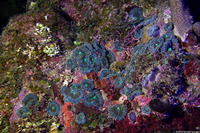 Ricordea florida (Florida Corallimorph)