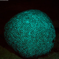 Pseudodiploria strigosa (Symmetrical Brain Coral)