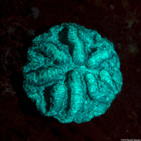 Isophyllia sinuosa (Sinuous Cactus Coral)