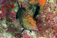 Mycteroperca tigris (Tiger Grouper)