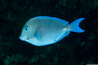 Acanthurus coeruleus (Blue Tang)