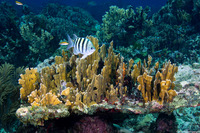 Millepora complanata (Blade Fire Coral)