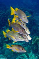 Lutjanus apodus (Schoolmaster)