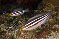 Scarus iseri (Striped Parrotfish)