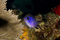 Chromis cyanea (Blue Chromis)
