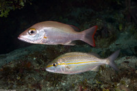 Lutjanus mahogoni (Mahogany Snapper)