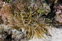 Condylactis gigantea (Giant Anemone)