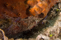 Ancylomenes pedersoni (Pederson Cleaner Shrimp)