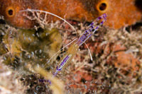 Ancylomenes pedersoni (Pederson Cleaner Shrimp)