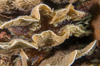 Lebrunia neglecta (Branching Anemone)