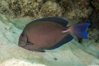 Acanthurus chirurgus (Doctorfish)