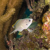 Chromis multilineata (Brown Chromis)