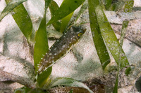 Sphoeroides spengleri (Bandtail Puffer)