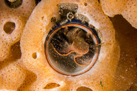 Thylacodes squamigerus (Scaled Wormsnail)