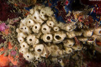 Neopetrosia problematica (Neopetrosia Problematica)