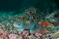 Ophiodon elongatus (Lingcod)