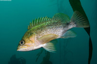Sebastes atrovirens (Kelp Rockfish)