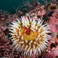 Urticina piscivora (Fish-Eating Urticina)