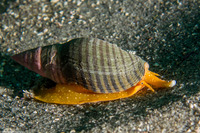 Megasurcula stearnsiana (Stearns' Turrid)