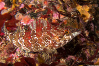 Oxylebius pictus (Painted Greenling)