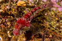 Artedius corallinus (Coralline Sculpin)
