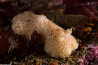 Atagema alba (White Dorid)