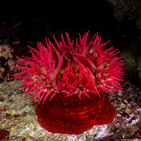 Urticina piscivora (Fish-Eating Urticina)