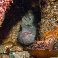 Cebidichthys violaceus (Monkeyface Prickleback)