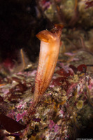 Styela montereyensis (Stalked Tunicate)
