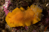 Doriopsilla albopunctata (White-Spotted Dorid)