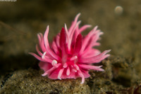 Okenia rosacea (Hopkins' Rose Nudibranch)