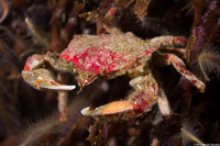 Pugettia foliata (Foliate Kelp Crab)