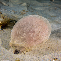 Arenicolidae sp.1 (Lug Worm)