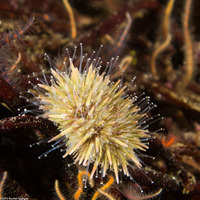 Strongylocentrotus purpuratus (Purple Sea Urchin)