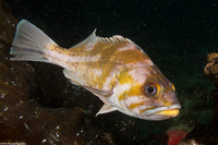 Sebastes caurinus (Copper Rockfish)