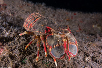Arctides regalis (Regal Slipper Lobster)