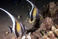 Zanclus cornutus (Moorish Idol)