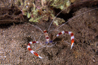 Stenopus hispidus (Banded Coral Shrimp)