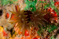 Tubastraea diaphana (Brown Cup Coral)