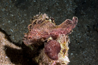 Taenianotus triacanthus (Leaf Scorpionfish)