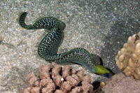 Gymnothorax undulatus (Undulated Moray)