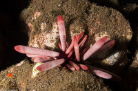 Heterocentrotus mamillatus (Red Pencil Urchin)