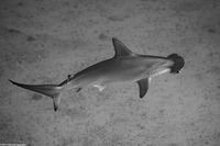 Sphyma lewini (Scalloped Hammerhead Shark)